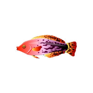 Peach Flaked Wrasse